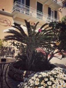 阿拉西奥利嘉别墅酒店的一座建筑前的棕榈树和鲜花