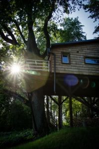 MeņģeleStrazdu Ligzda Off grid treehouse的阳光照耀的树屋