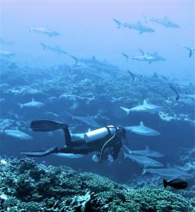 RotoavaAquaLodge Fakarava的海洋里的潜水员,有一群鱼