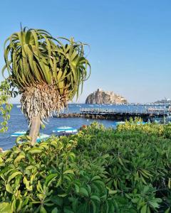 伊斯基亚Maison Mele Ischia的水边的棕榈树,有码头