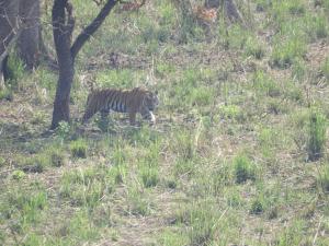 奇旺Chital lodge的一只老虎在树旁的草丛中行走