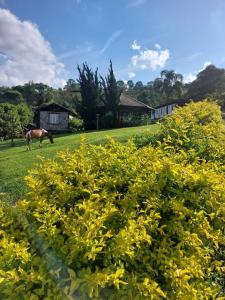 圣洛伦索圣洛伦索坎匹斯特旅馆的种着黄色花的田野里放牧的马