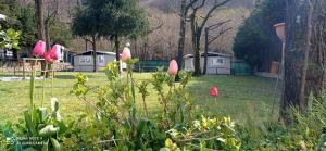 卡罗达诺英弗雷Parco Vacanze Bracchetto Vetta的草地上花粉似的院子