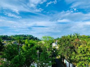 高尔Jungle city Hostel的穿过一片蓝天的树林的道路