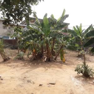 杜阿拉Gêna house的一群香蕉树在一座建筑前