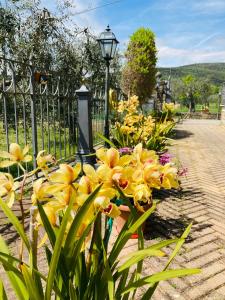 特拉西梅诺湖畔托罗Le Coccole Del Trasimeno的围栏旁的一束黄色花