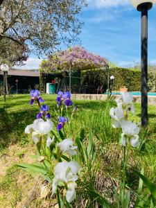 特拉西梅诺湖畔托罗Le Coccole Del Trasimeno的草上花白紫色的花园