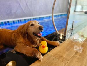 农布La Miniera Pool Villas Pattaya - SHA Plus的一只狗躺在带橡皮鸭的游泳池里