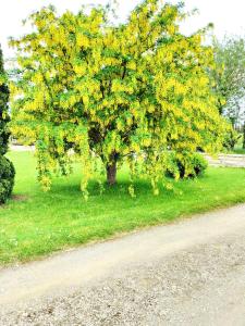 HirelPetit Châtelet bis的路旁的黄树