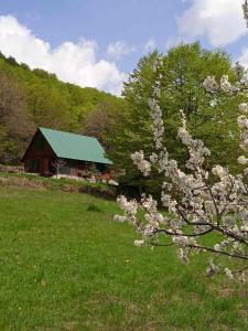 VerušaNaša kuća-Veruša的小屋前有白色花的树