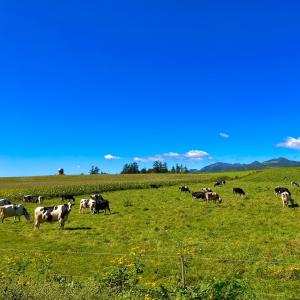 Nukabiraペンション 旅とPizzaとお宿 咲色-Sairo-的一群牛在绿色的田野里放牧