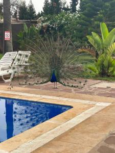 卡萨布兰卡Riad TANJIL的孔雀站在游泳池旁边