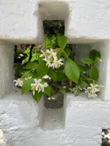 坎普马约尔Palacete Encanto Maior的白色墙壁上花白色的植物