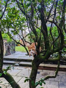 伦敦伦敦文森特之家酒店的一只橙色和白色的猫坐在树上