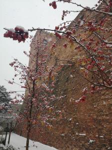 ArignanoRocca di Arignano的一座建筑物旁的树上有红浆果