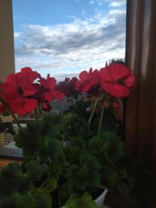 迪夫亚卡The Garden Guest House的窗台上一束红花