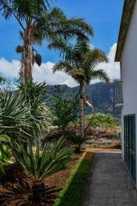 圣维森特Casa do Cantinho do Muro的一条棕榈树和山底的小径