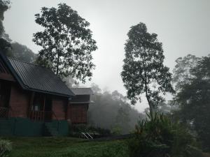 代尼耶耶Rainforest View Hostal And Rainforest Tours的森林旁的雾中的房子