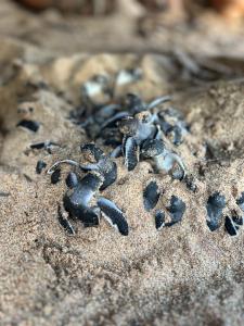 坦加拉All View Resort的沙上一群小螃蟹