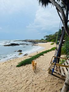 坦加拉All View Resort的一条在海边的海滩上行走的狗