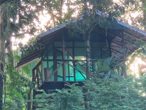 德雷克Rio Agujitas Eco Farm hostel and Tours的森林中间的树屋