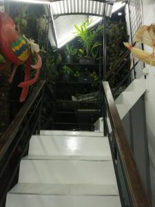 莱蒂西亚Hotel Gavas Amazonas的植物丛中的楼梯