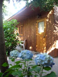 皮雅诺迪索伦托菲奥里达兰希奥酒店的前面有蓝色花的小木屋