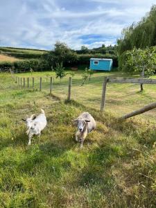 赫里福德The Gannah Farm Shepherds Hut的两只羊站在草地上