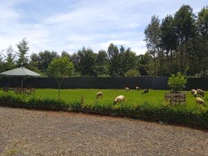 KaratinaMWAHE RESORT的牧羊群在草地上放牧