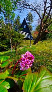 德默什Albatross的蓝色房子前的粉红色花