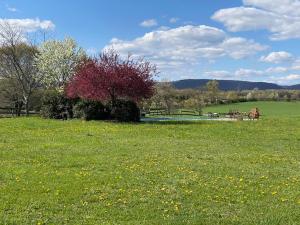 EffortChestnuthill Countryside Manor的一片绿草丛,后边有长凳