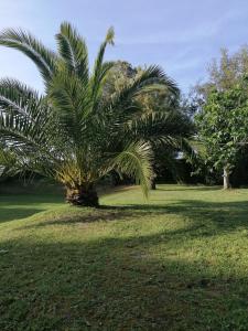 诺哈Villa El Encinar de Noja的田间中间的棕榈树