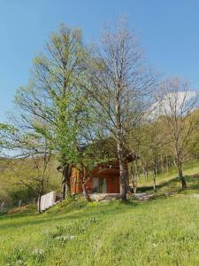 比哈奇Kuća u šumi - Forest house near National park Una - Air Spa Lohovo的树木林立的田野中的房子