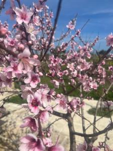 托雷奇安卡Masseria Gelsi的树上一棵结着粉红色花的树