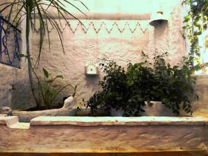 艾西拉帕蒂奥德拉露娜旅馆的盆栽和墙面的植物间