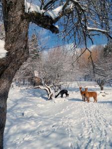 HardwickRenovated Barn 100 Acres For Retreats & Weddings的一只狗站在树旁的雪地里