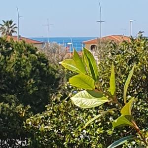 利多迪卡马约雷100 metri dal mare的绿叶树在海洋前