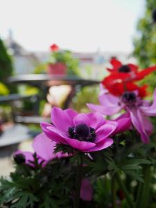 慕尼黑Das Altschwabing - Munich Boutique Hotel的花园里的一群紫色和红色花