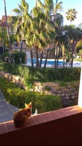 卡萨雷斯Planta baja cerca de la playa Casares Costa的坐在窗边的猫,看着游泳池