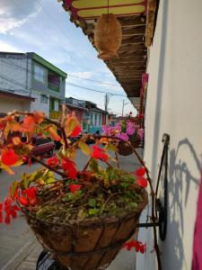 菲兰迪亚Hostal Casa Madrigal的一辆自行车上一篮子的花,与建筑物相连