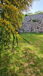 SantadiB&B Nuraximannu的田野上一棵黄色花的树