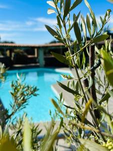 维琪奥港Residence Casa Di Paoli的从树后可欣赏到游泳池的景色