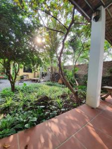 河内Elephant's House - Đường Lâm Homestay的庭院里种有树木和植物