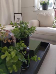 斯德哥尔摩Det Vita Huset的客厅配有沙发和植物桌子