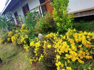 维拉港海更旅舍的一大束黄色的花在房子前面