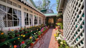 大吉岭Ivanhoe Hotel (A Heritage Property)的充满植物和花卉的温室