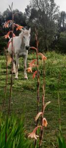 圣特奥托纽Quinta do Paraiso的站在田野上的马雕像