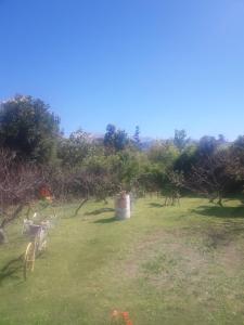 圣萨尔瓦多德朱La Primavera的草丛中树木和桶子的田野