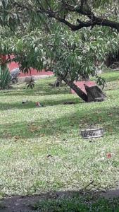 圣萨尔瓦多德朱La Primavera的草上有一棵树和长凳的公园