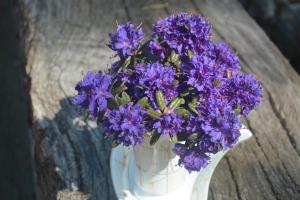 考纳斯Salvia apartment的白色花瓶,上面有紫色花朵